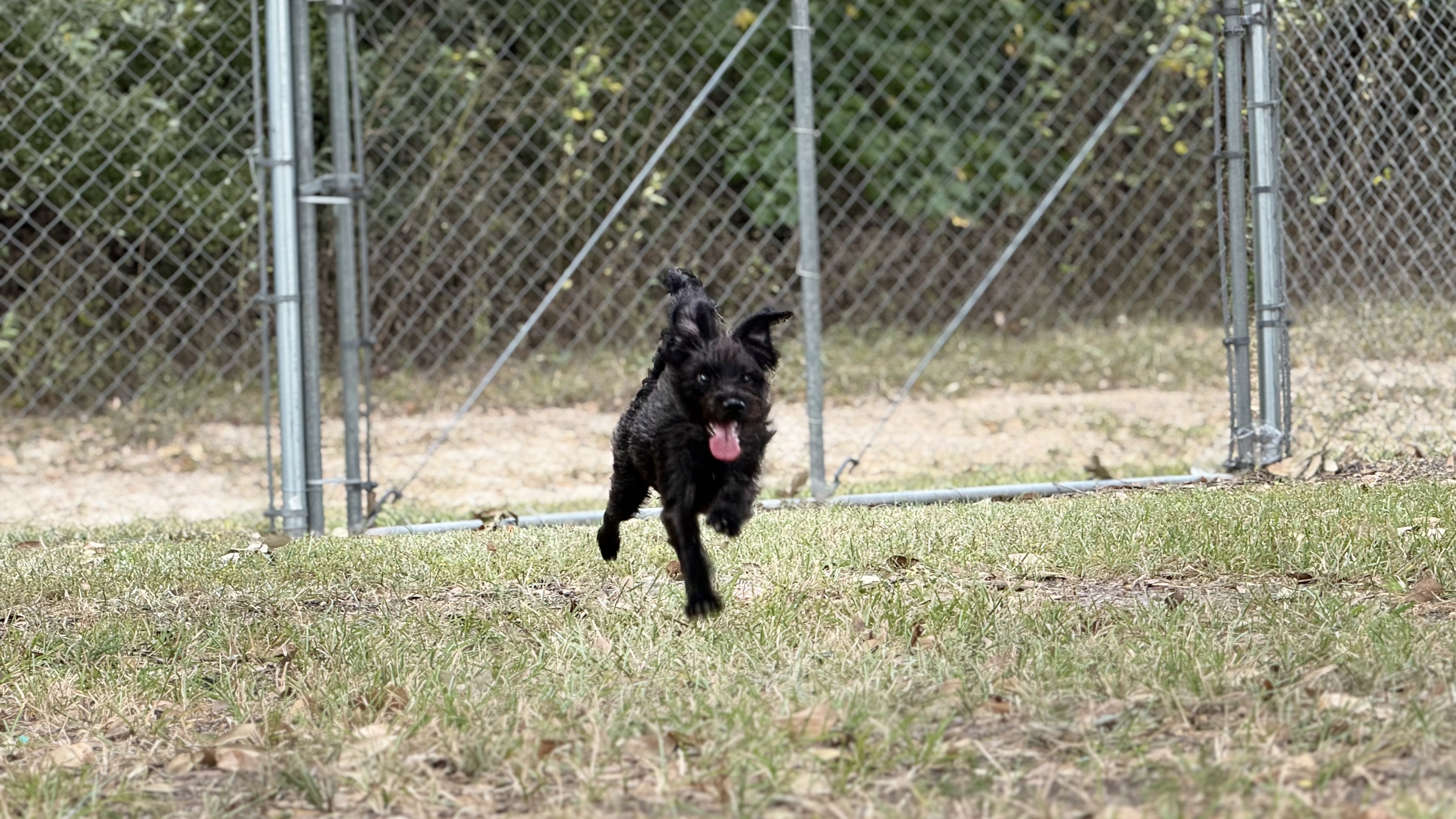 Picture of a black terrier